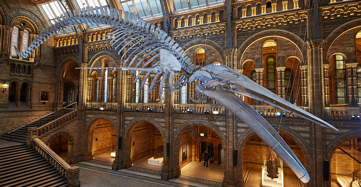A New 'Hope' for the Natural History Museum